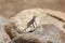 Elegant Earless Lizard, Holbrooki elegans basking on rock in Arizona Desert