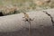 Elegant Earless Lizard, Holbrooki elegans on curb in Arizona Desert