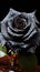 Elegant ebony rose adorned with dewdrops on a noir canvas