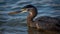 Elegant egret wading in pond, fishing with focused yellow eye generated by AI