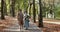 Elegant, elderly couple with bouquet of flowers walking park and having talk