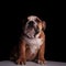 Elegant english bulldog sitting on white table