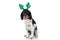 Elegant english springer spaniel dog with reindeer headband sticking out tongue