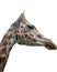 Elegant and exalted giraffes, Giraffa camelopardalis. The head and the long neck of giraffe Isolated