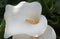 Elegant and Exotic bud of Calla white lily flower with curving petal close-up