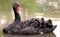 Elegant Face of Black Swan under Sunlight