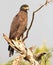 An Elegant Face of Crested Serpent-Eagle on The Tree