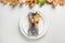 Elegant fall table setting with dry leaves and white plate on white table