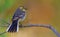 Elegant female Citrine wagtail sitting with spreaded tail feathers on small branch on shiny background