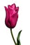 Elegant flower chalice of magenta to pink tulip Mariette