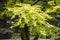 Elegant fresh green Japanese maple acer palmatum leaves against a dark background