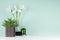 Elegant fresh home decor with green houseplant of aloe, candlestick, stack black books, spring white iris bouquet in style green.