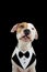 Elegant and funny american staffordshire dog wearing a tuxedo. Isolated on black background