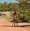 Elegant, gangly Southern African giraffe.