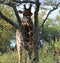 Elegant, gangly Southern African giraffe.