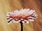 Elegant gerbera flower