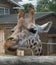 Elegant Giraffe Profile