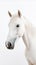 Elegant Grace. Minimalistic Portrait of a Majestic Horse. Generative AI