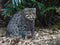 Elegant Graceful Fishing Cat with Silken Gleaming Fur.