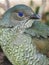 Elegant Graceful Lovely Female Satin Bowerbird.