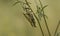 Elegant Grasshopper, Zonocerus elegans