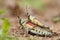 Elegant grasshoppers