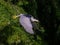 Elegant gray heron soaring through a lush pine tree, its wings spread wide