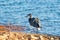 Elegant Great Blue Heron walking near a pipe on a rocky shore