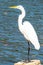 The elegant Great Egret. Great Egrets are tall, long-legged wading birds.