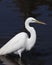 Elegant Great White Egret against blue water