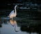 Elegant Great white egret at dawn with reflection