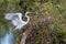 Elegant great white egret with wings spread