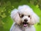 Elegant in Green: Close-Up of a White Poodle in a Verdant Scene