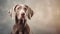 Elegant Grey Weimaraner Dog Portrait With Soft Color Blending