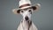 Elegant Greyhound Dog In Hat: A Photographic Portrait On Grey Background