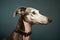 Elegant Greyhound in Profile View