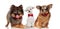 Elegant group of three cute dogs with red bowties