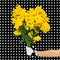 Elegant Hand holding bouquet mimosa flowers on a background polk