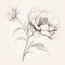 Elegant Hand-painted Peony Illustration In Nostalgic Black And White