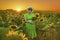 Elegant happy senior woman in sunflower field on sunset