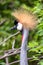 The elegant head of a grey crowned crane