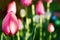 Elegant holland pink tulips on the green meadow with blurred background