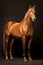 Elegant horse portrait. Horse on dark background