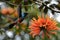 Elegant hummingbirds in flight aiming for colorful flower nectar in vibrant scene