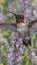 Elegant hummingbirds in flight aiming for vibrant flower nectar in beautiful display