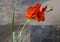 Elegant isolated gladiolus in a simple vase