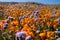 Elegant lacy phacelia and orange poppies grow in a wildflower field at Antelope Valley Poppy Reserve in California during the