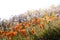 Elegant lacy phacelia and orange poppies grow in a wildflower field at Antelope Valley Poppy Reserve in California during the