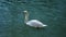 Elegant large swan with white feathers rests on azure water