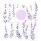 Elegant lavender buds isolated on the white background. Set of lavender flowers. Lavander design elements